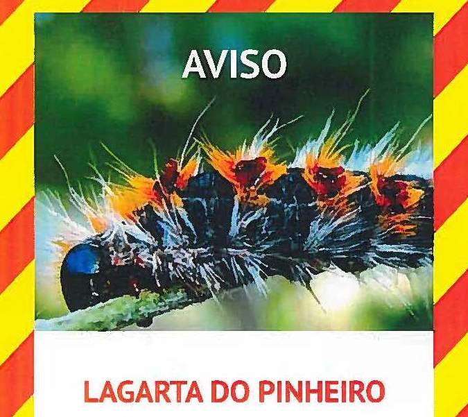 Lagarta do Pinheiro